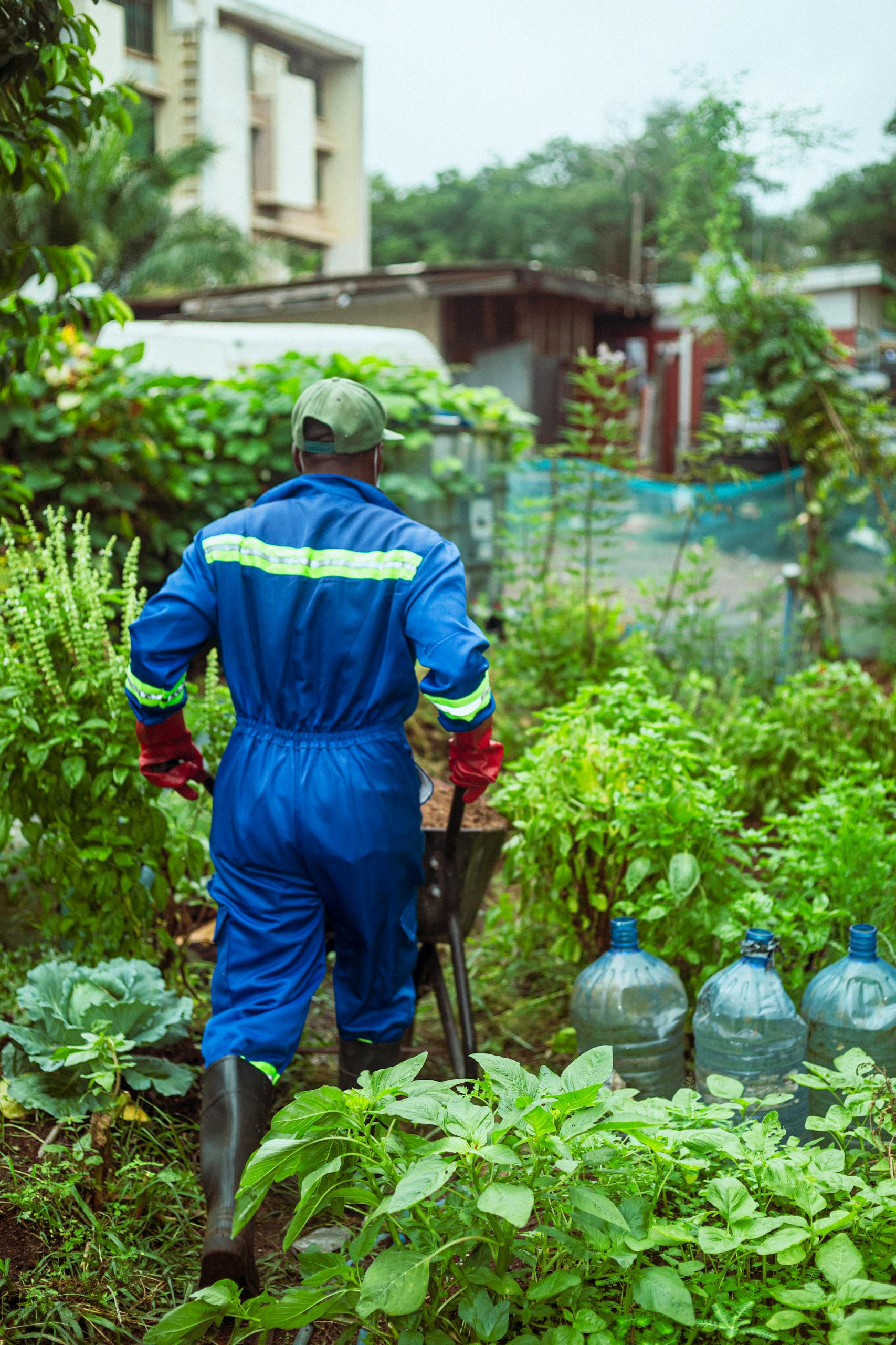 A gardener in blue overalls tending a vibrant urban herb garden on a cloudy day.