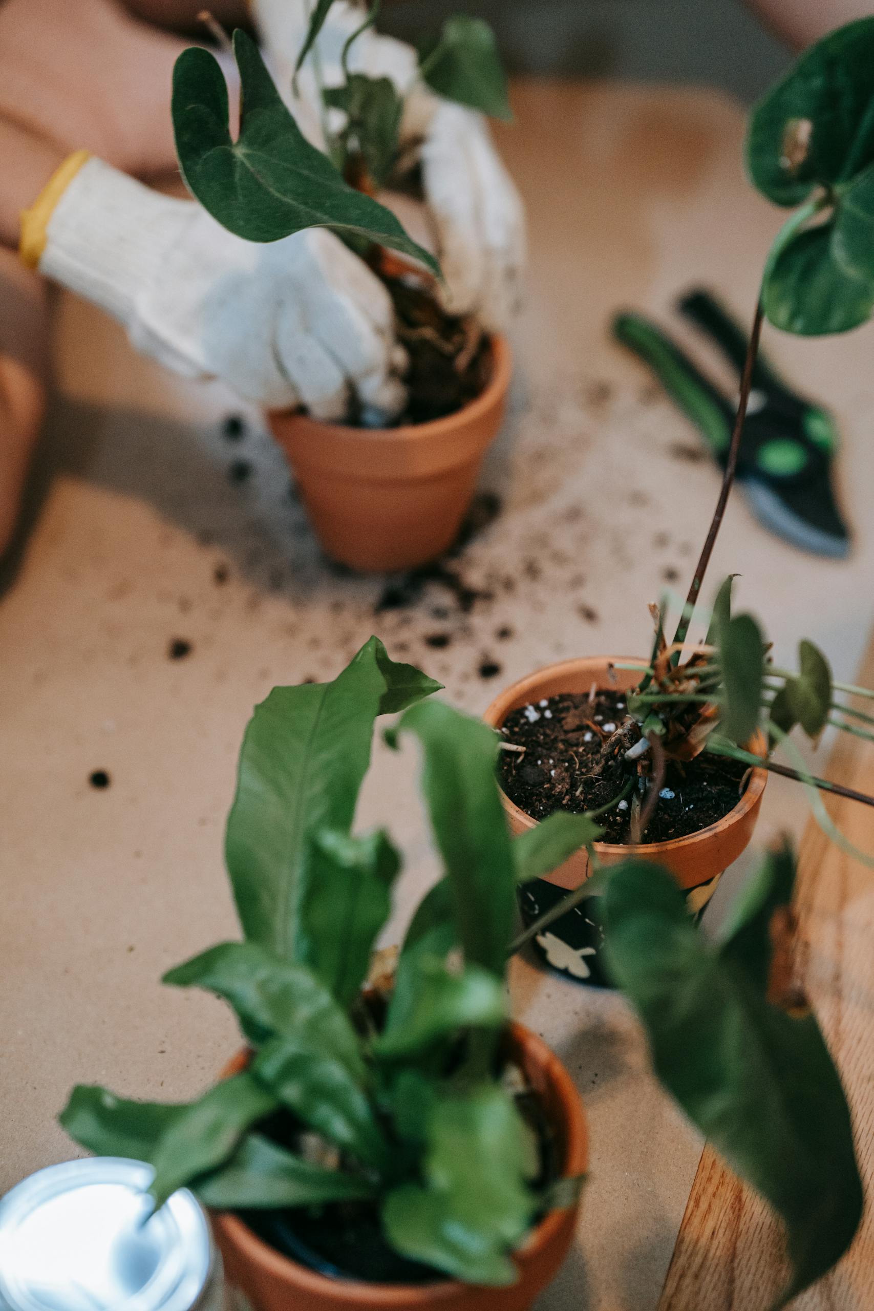 Close-up of a person planting potted plants indoors, showcasing gardening tools and gloves.