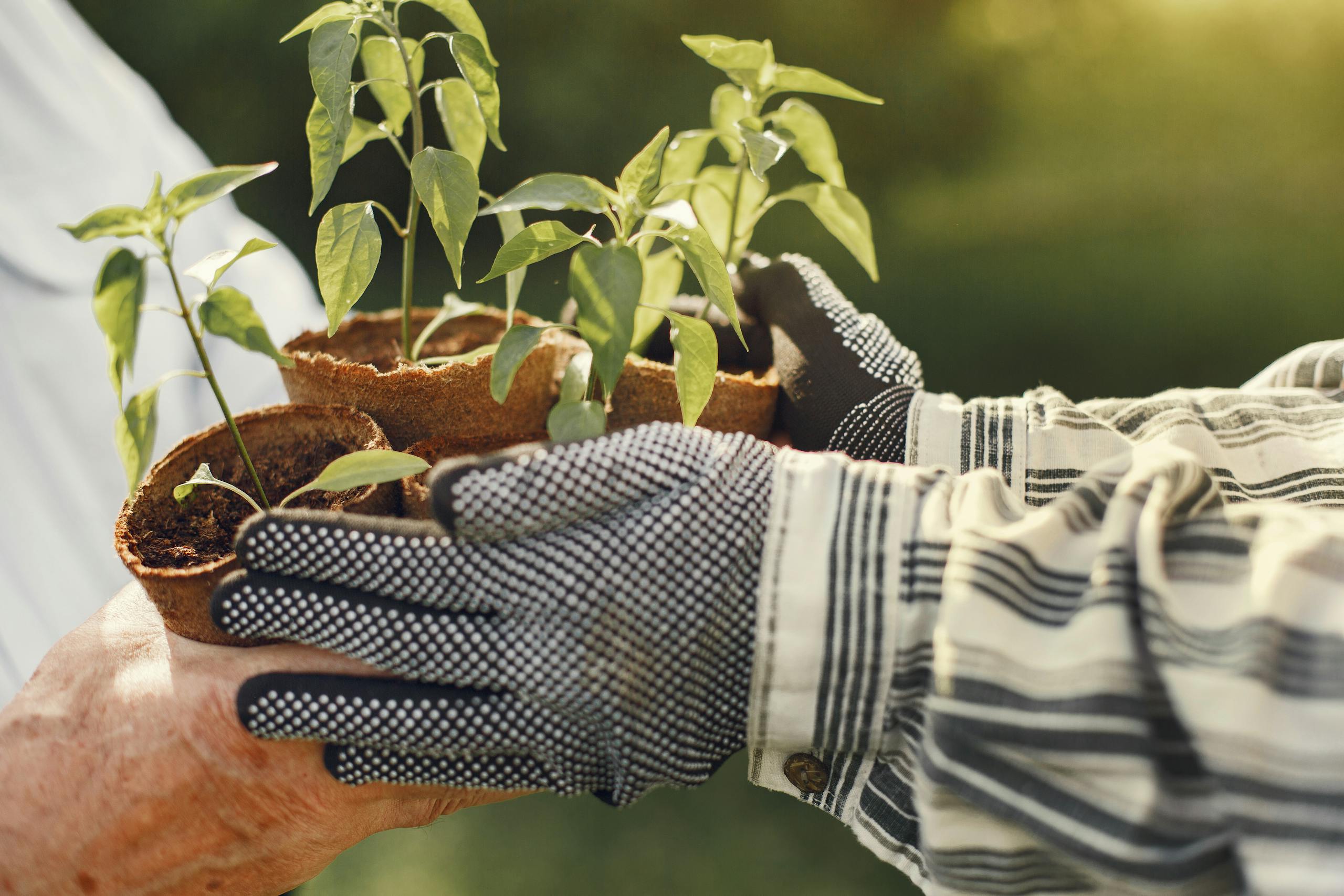 Hands of a gardener transferring young potted plants outdoors, showcasing teamwork and nature care.